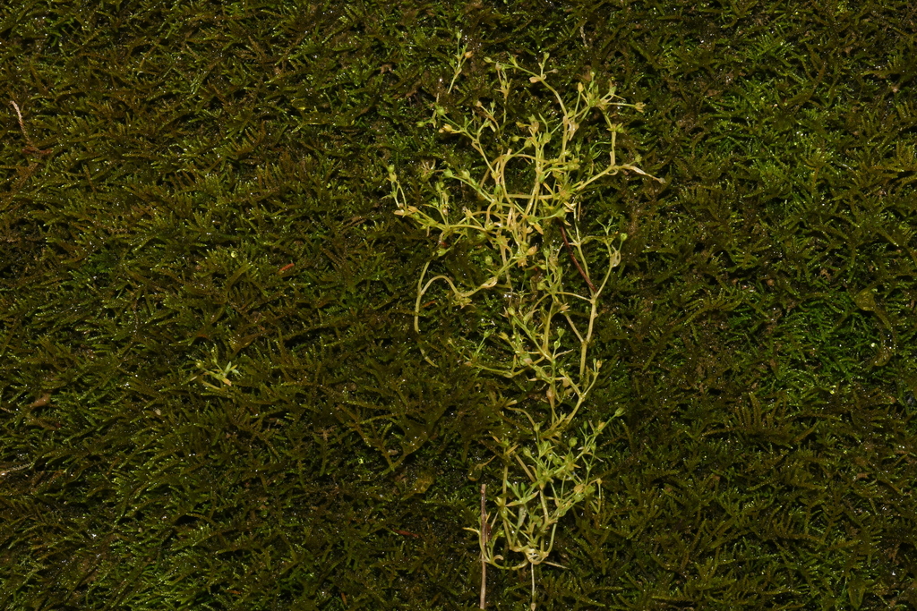 American Water Starwort