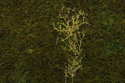 American water starwort (Stellaria fontinalis)