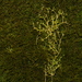 Sabulina fontinalis - Photo (c) Brian Finzel, osa oikeuksista pidätetään (CC BY-SA), lähettänyt Brian Finzel