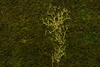 Sabulina fontinalis - Photo (c) Brian Finzel, algunos derechos reservados (CC BY-SA), subido por Brian Finzel