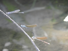 Argia rhoadsi