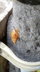 Bulimulus bonariensis image