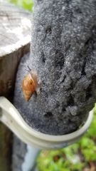 Bulimulus bonariensis image