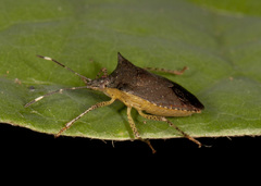 Mitripus acutus