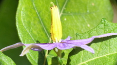 Solanum paludosum