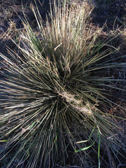 Aciphylla subflabellata