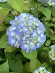 Hydrangea
