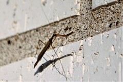 Bistanta mexicana
