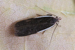 Nothris lemniscellus