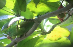 Brotogeris jugularis