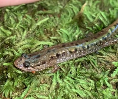 Desmognathus planiceps