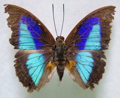 Prepona laertes octavia