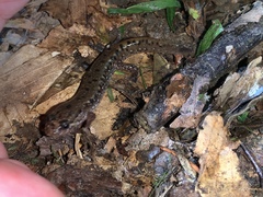 Desmognathus planiceps