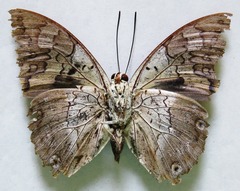 Prepona laertes octavia