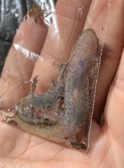 Desmognathus planiceps