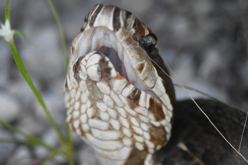 Florida Cottonmouth, Miami-Dade County, FL, USA, photo 8 of 10
