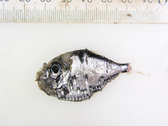 Polyipnus clarus