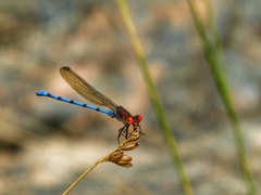 Argia joergenseni