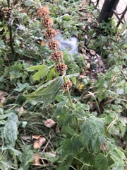 Leonurus quinquelobatus