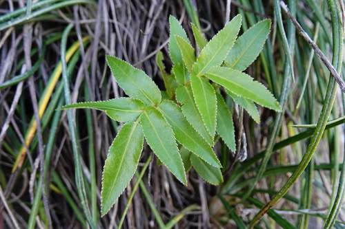 Image of Scandia rosifolia by (c) Jacqui Geux, some rights reserved (CC BY)