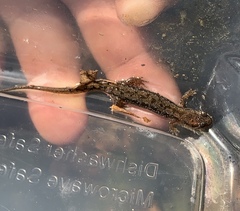 Desmognathus planiceps