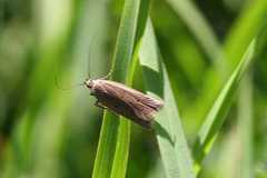 Acompsia tripunctella