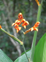 Stromanthe jacquinii