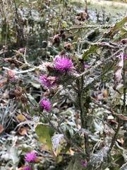 Carduus crispus