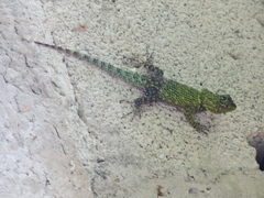 Sceloporus internasalis