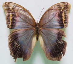 Eryphanis lycomedon