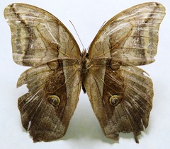 Eryphanis lycomedon