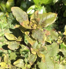 Coprosma tenuifolia