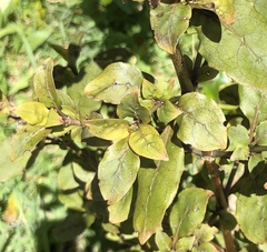 Coprosma tenuifolia