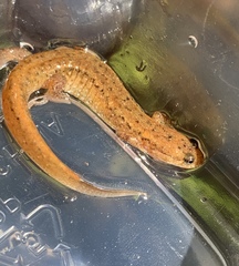 Desmognathus planiceps
