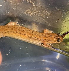Desmognathus planiceps