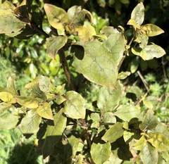 Coprosma tenuifolia