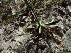 Agave univittata