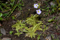 Pinguicula primuliflora