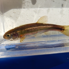 Chrosomus neogaeus