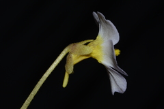 Pinguicula primuliflora