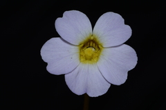 Pinguicula primuliflora
