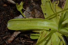 Pinguicula primuliflora