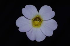 Pinguicula primuliflora