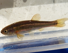 Chrosomus neogaeus