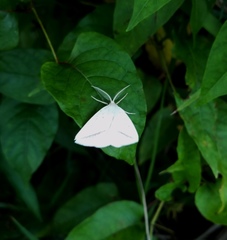 Lychnosea intermicata