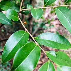 Anacolosa pervilleana