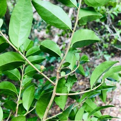 Anacolosa pervilleana