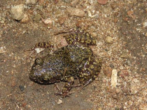 Big-eared Chirping Frog