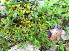 Opercularia ovata