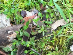 Opercularia ovata